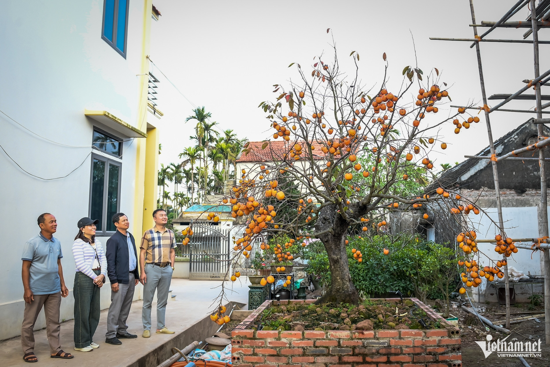 Cây hồng cổ 100 năm tuổi ở Ninh Bình được trả giá 500 triệu đồng - Ảnh 8.