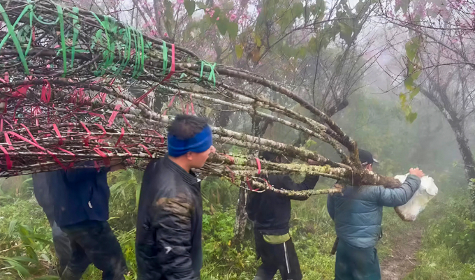 Nhóm của anh Công vác một gốc đào đá từ đỉnh núi xuống đường. Ảnh: Công Lê