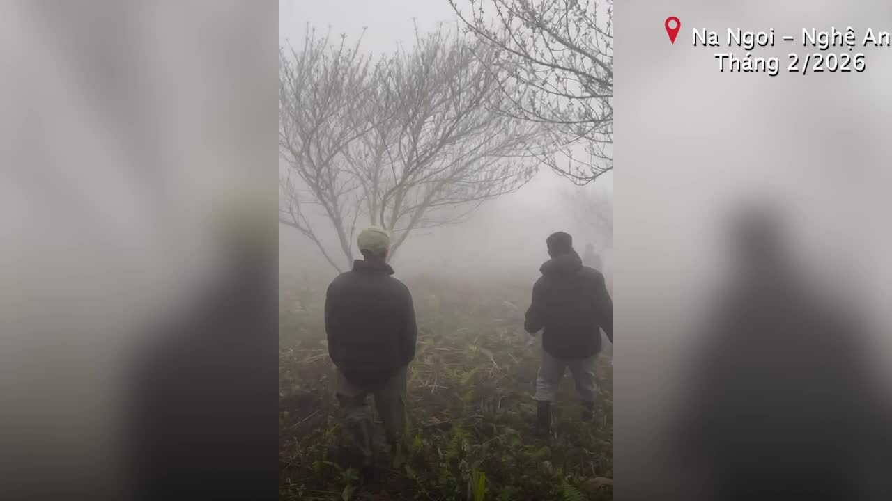 Lên đỉnh núi 'săn' đào đá về bán Tết