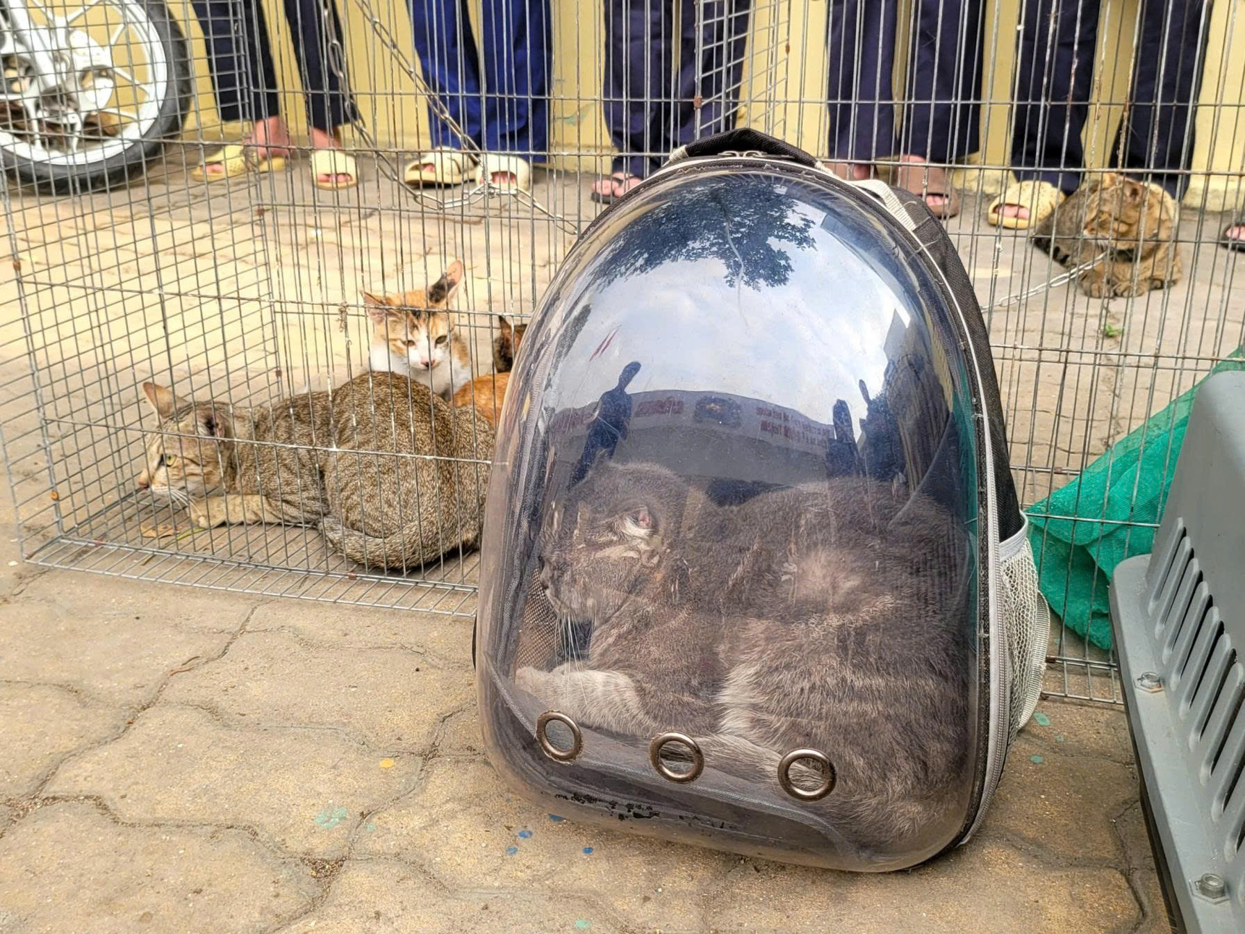 Công an TPHCM bắt nhóm trộm mèo , điều tra vụ án nghiêm trọng năm 2026 - Ảnh 3.