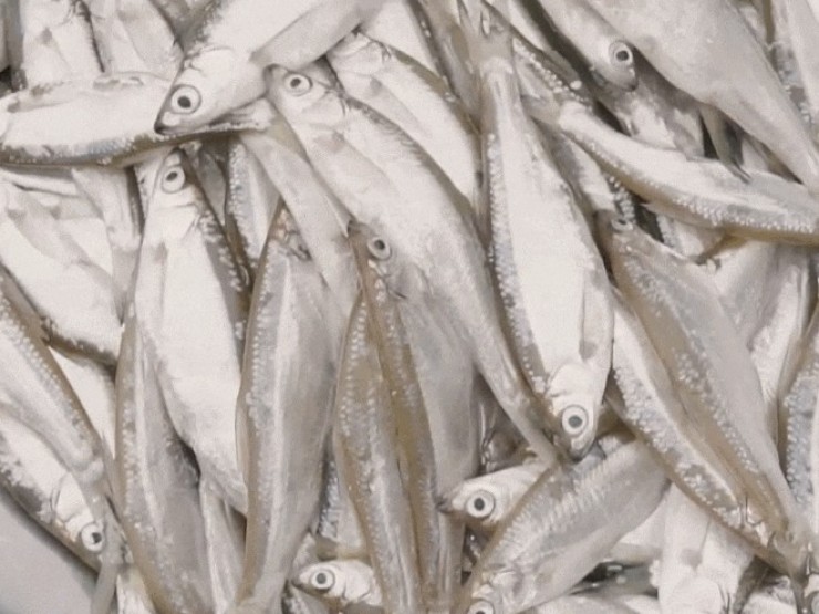 Đặc sản 'trời ban' ở Phú Thọ thịt béo, thơm, chiên giòn hay kho đều ngon