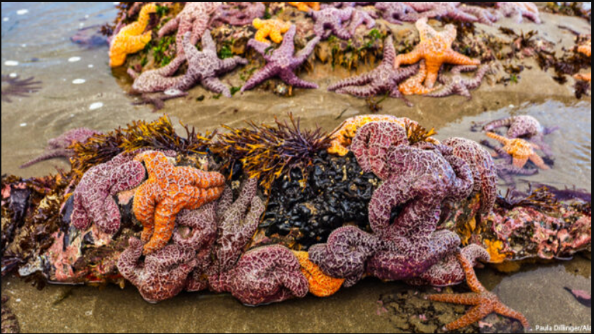 5 tỷ sao biển bỗng dưng chết hàng loạt: Điều gì đang xảy ra dưới đáy biển Bắc Mỹ?- Ảnh 2.