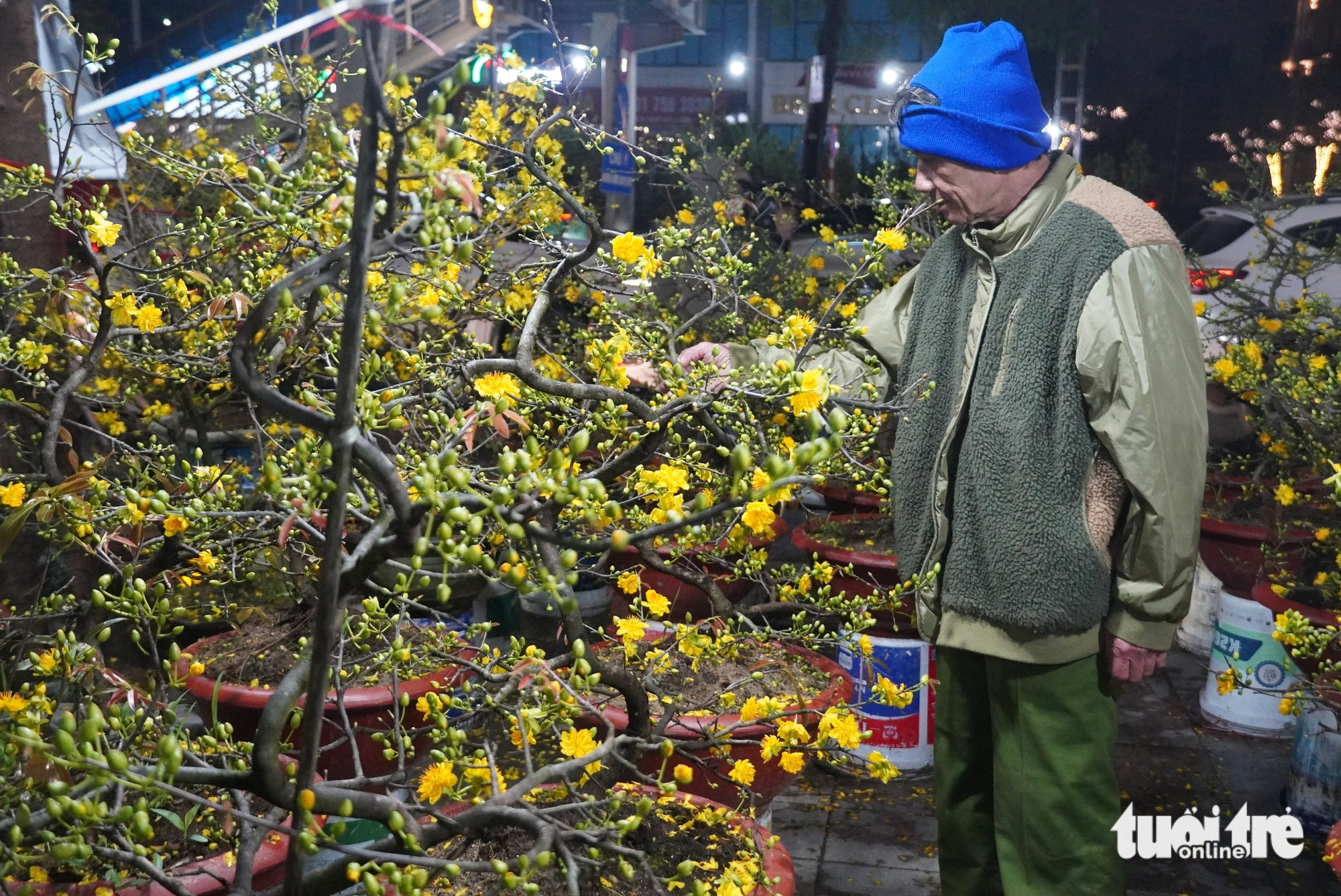 đào mai - Ảnh 2.