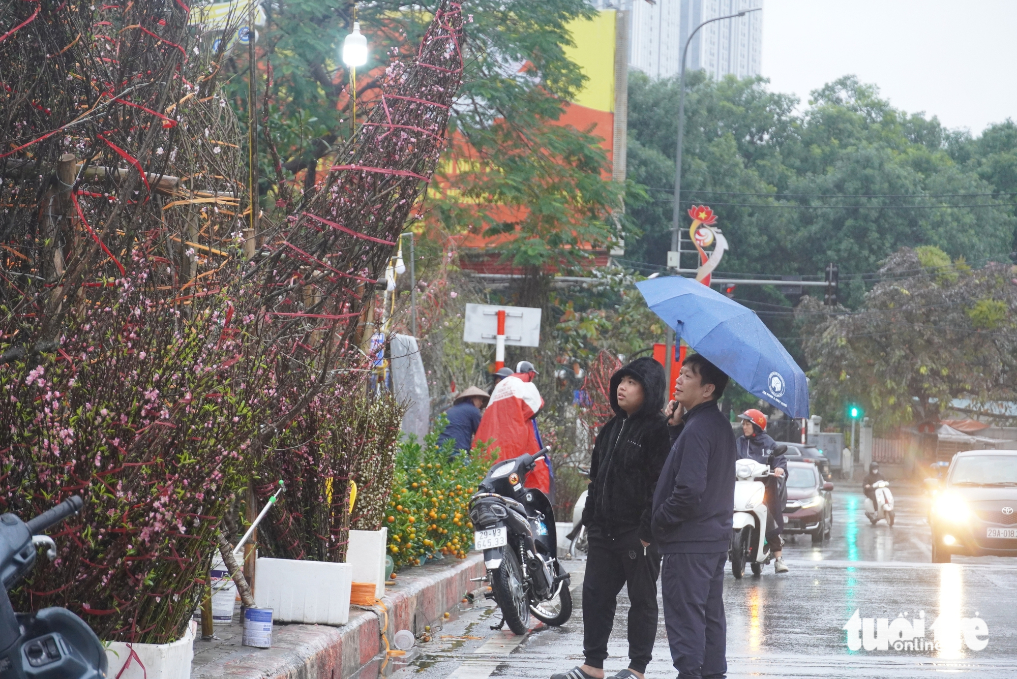 đào mai - Ảnh 6.