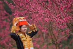 Cận tết Nguyên đán, đến Lạng Sơn trải nghiệm lễ hội hoa đào rực rỡ
