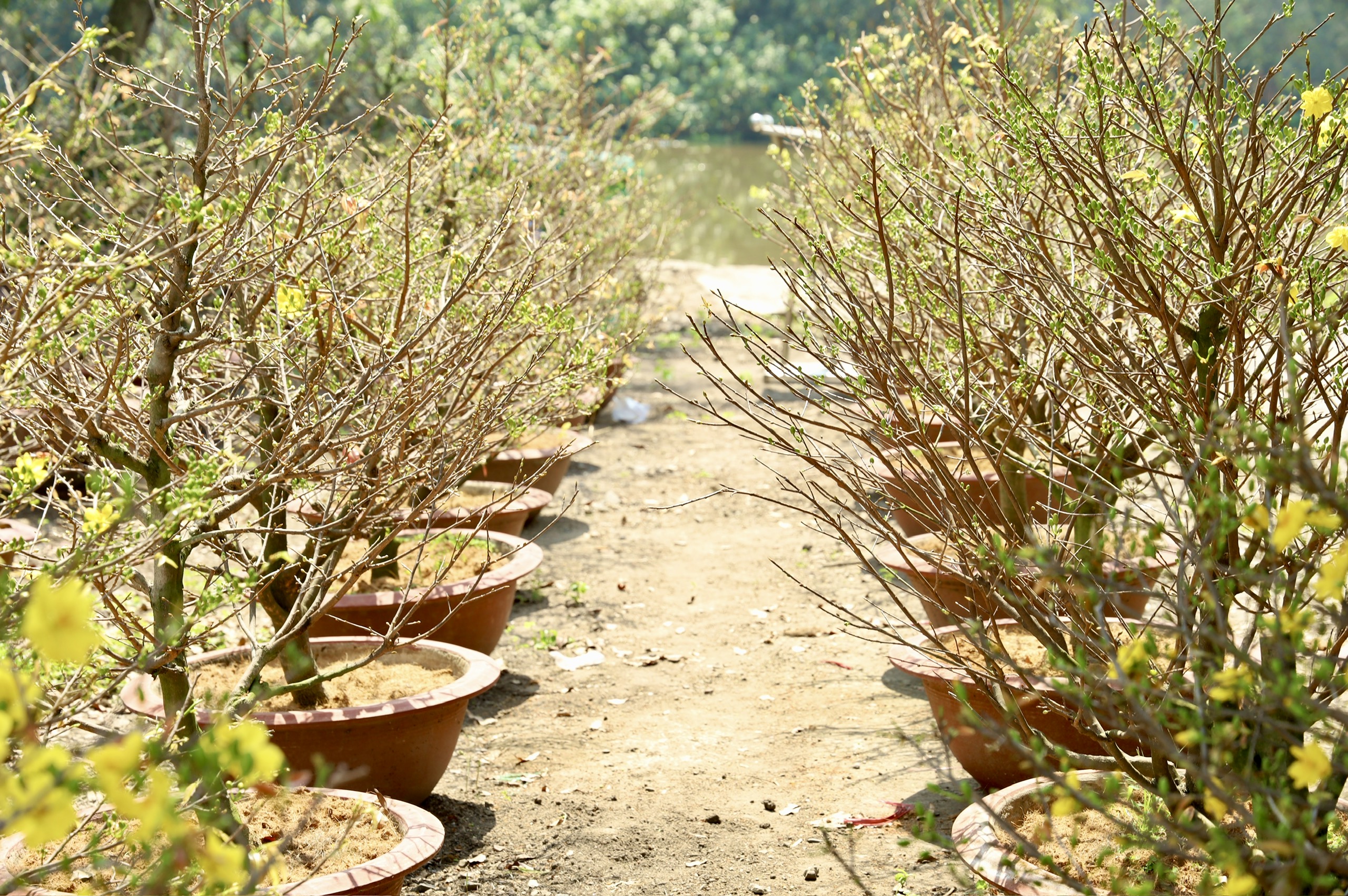 Khai mạc Đường hoa Mai vàng Bình Lợi: Tôn vinh làng nghề giữa lòng đô thị - Ảnh 4.