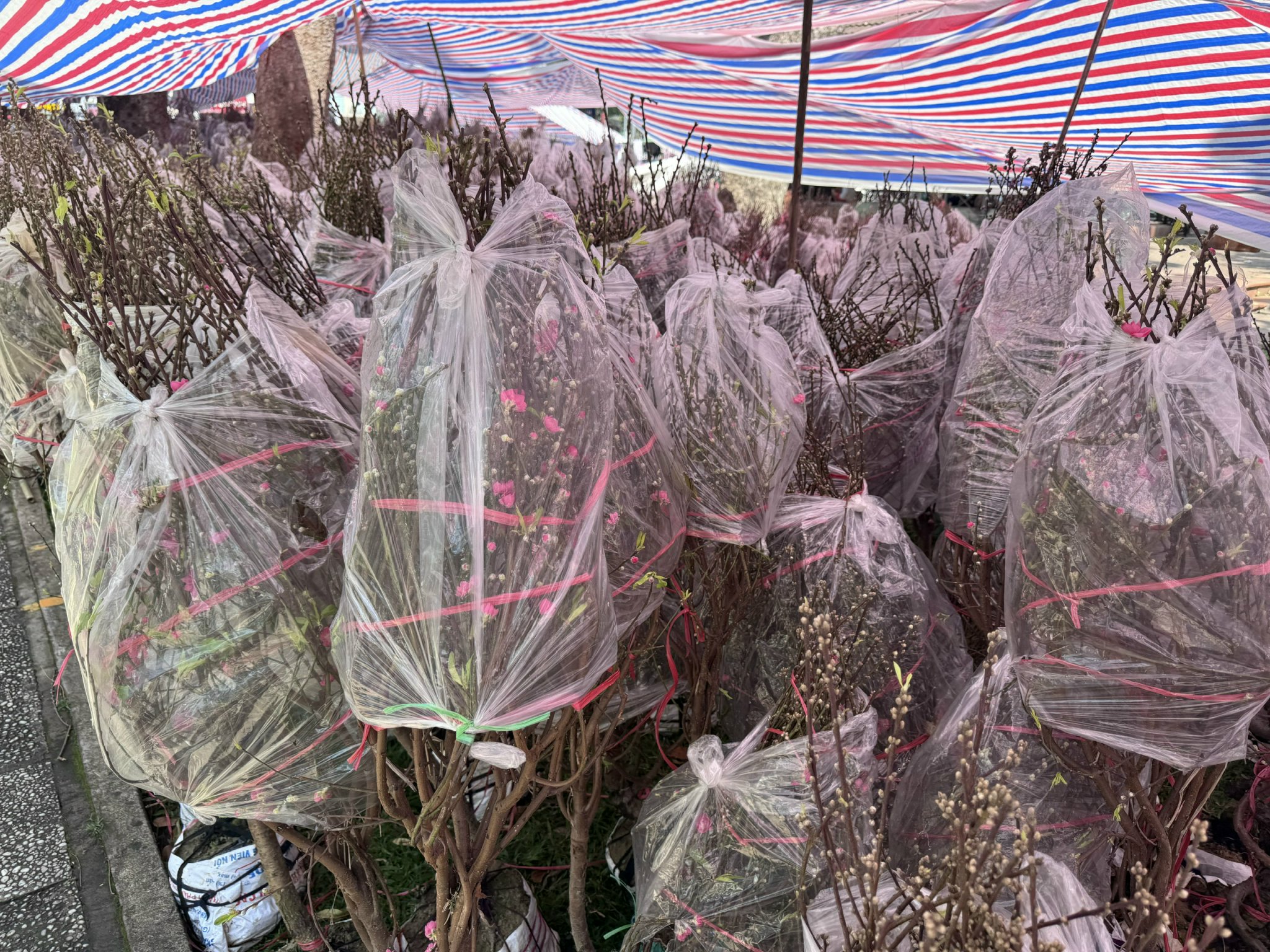 Không khí chợ hoa Tết ở TPHCM sôi động trước ngày khai trương 2026 - Ảnh 8.