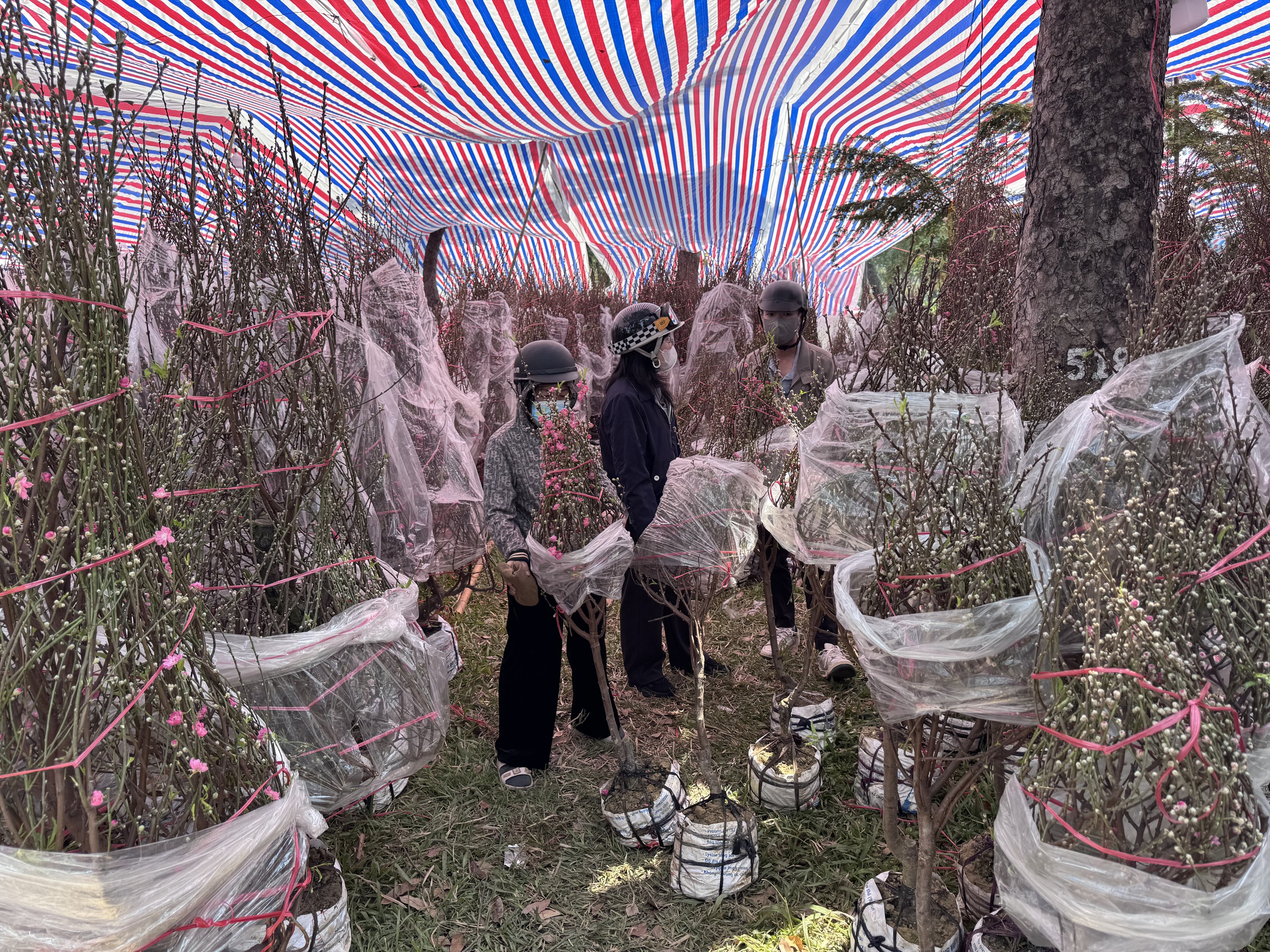 Không khí chợ hoa Tết ở TPHCM sôi động trước ngày khai trương 2026 - Ảnh 10.