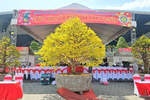 Những cội mai vàng quyến rũ nhất Đà Nẵng