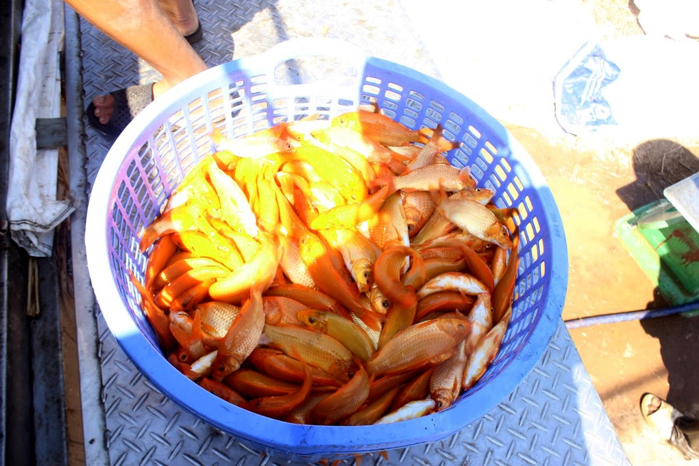 Người nuôi cá chép cúng ông Công ông Táo thấp thỏm chờ khách dù được mùa - 3