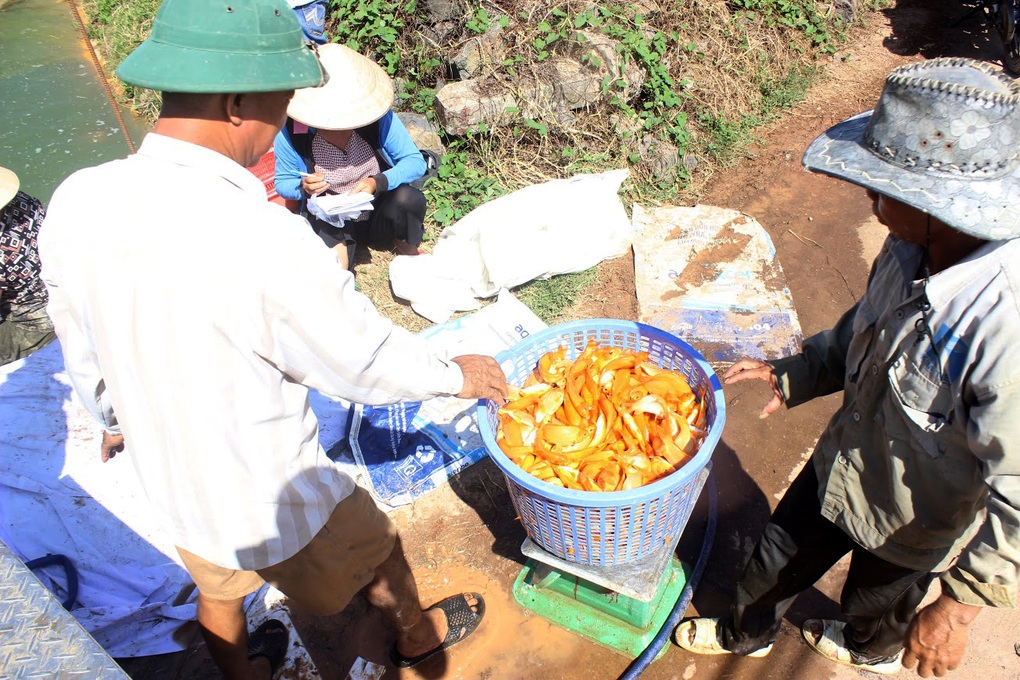 Người nuôi cá chép cúng ông Công ông Táo thấp thỏm chờ khách dù được mùa - 4