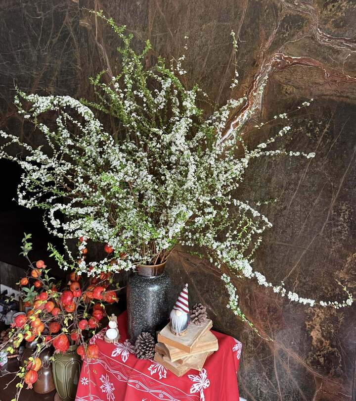 Bí quyết chăm sóc tuyết mai ra hoa đúng Tết Nguyên đán- Ảnh 2.