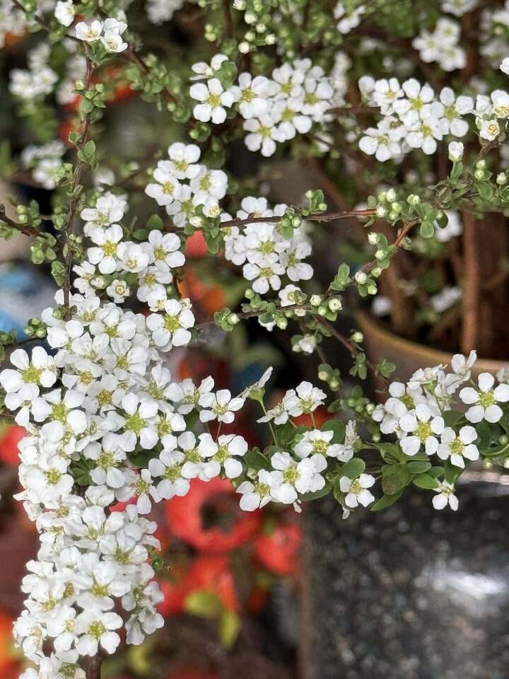 Bí quyết chăm sóc tuyết mai ra hoa đúng Tết Nguyên đán- Ảnh 3.