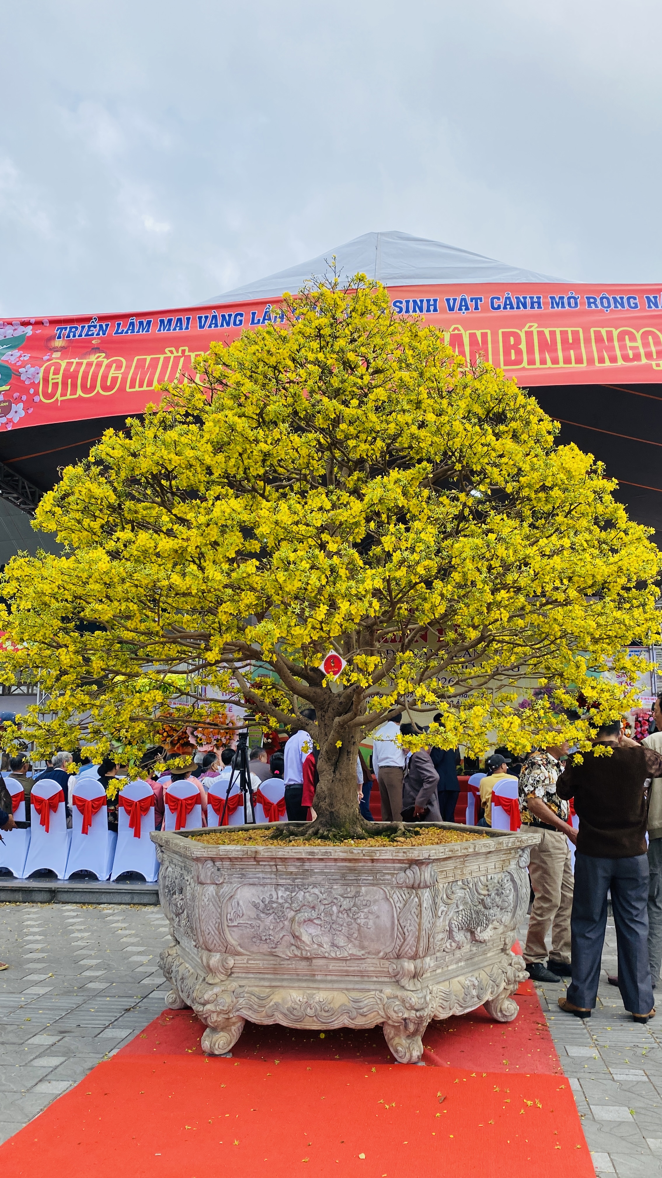 Chợ mai xuân Đà Nẵng thưa vắng những 'anh tài' - Ảnh 6.