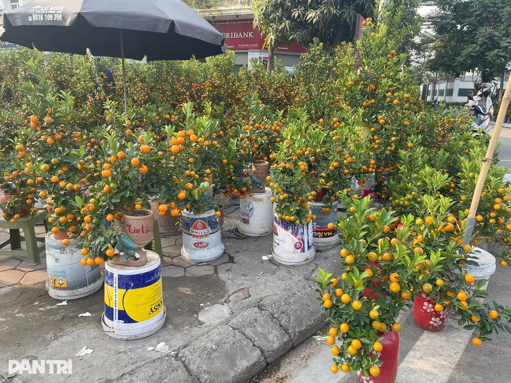 Giá đào Tết giảm sâu, khách vẫn thưa thớt, người bán “ngồi trên lửa” - 2