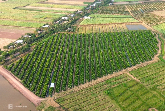 Vườn mận hồng Sân Tiên rộng hàng chục ha trên đất cù lao. Ảnh: Chúc Ly