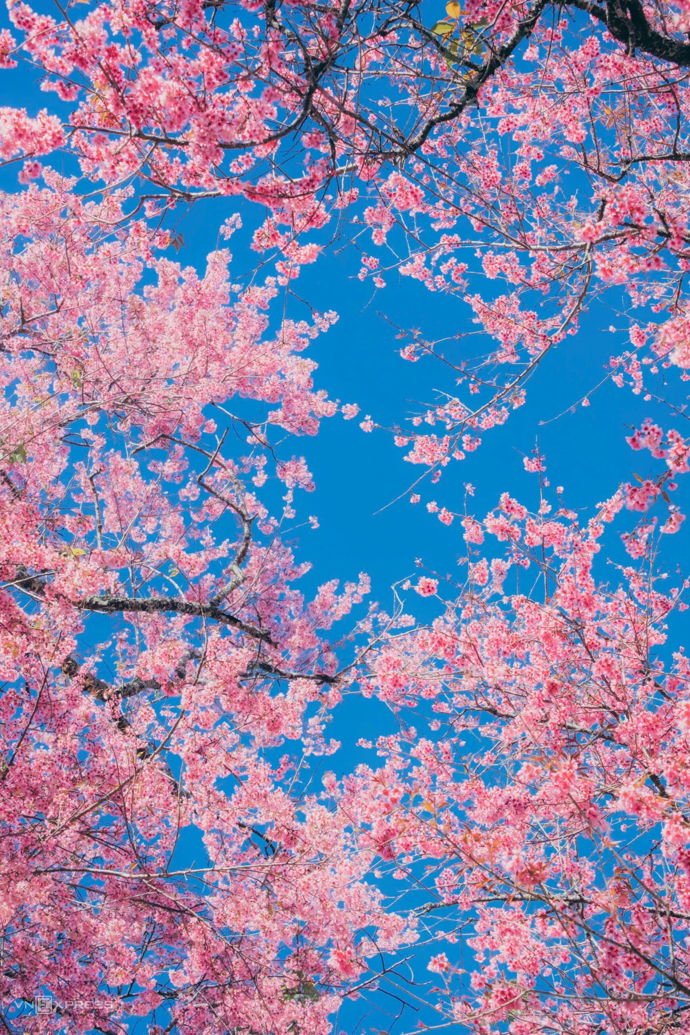 Mai anh đào bung nở khắp phố núi Đà Lạt - 3