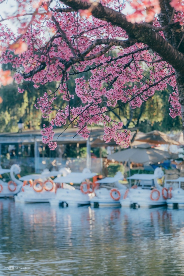 Mai anh đào bung nở khắp phố núi Đà Lạt - 4