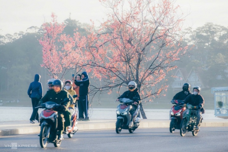 Mai anh đào bung nở khắp phố núi Đà Lạt - 5