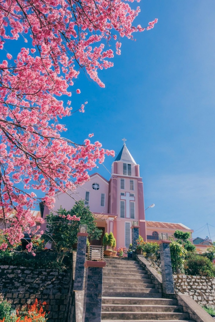 Mai anh đào bung nở khắp phố núi Đà Lạt - 8