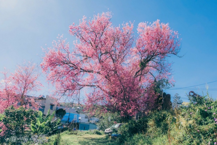 Mai anh đào bung nở khắp phố núi Đà Lạt - 9