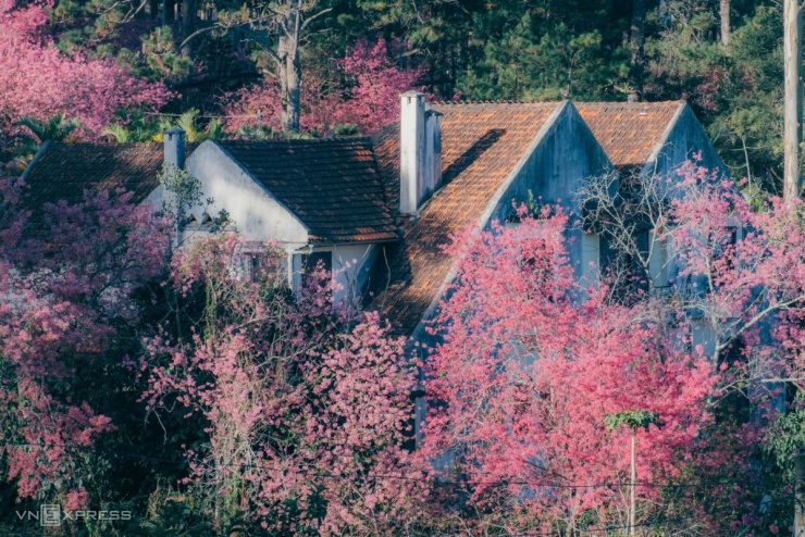 Mai anh đào bung nở khắp phố núi Đà Lạt - 10