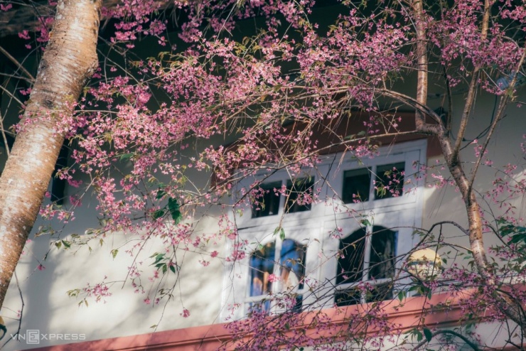 Mai anh đào bung nở khắp phố núi Đà Lạt - 11