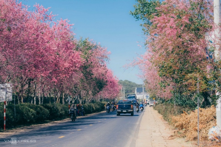 Mai anh đào bung nở khắp phố núi Đà Lạt - 12