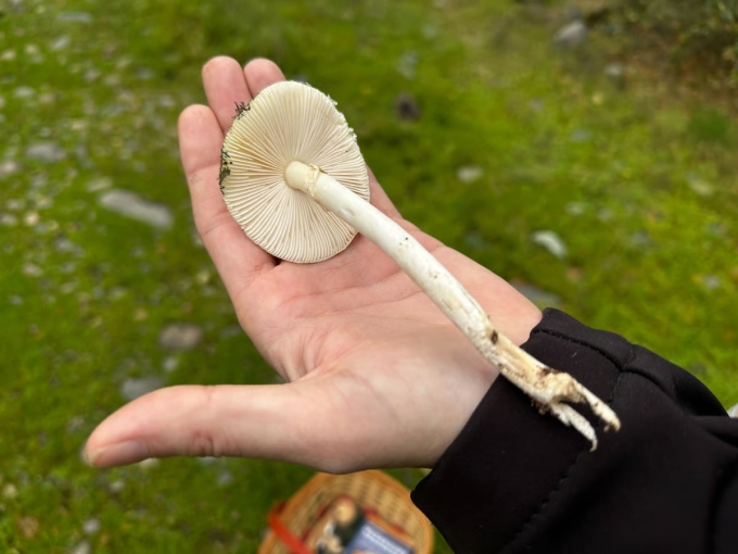 Quan chức hạt Sacramento, bang California, cầm trên tay một cây nấm tử thần hồi tháng 12/2025. Ảnh: CapRadio