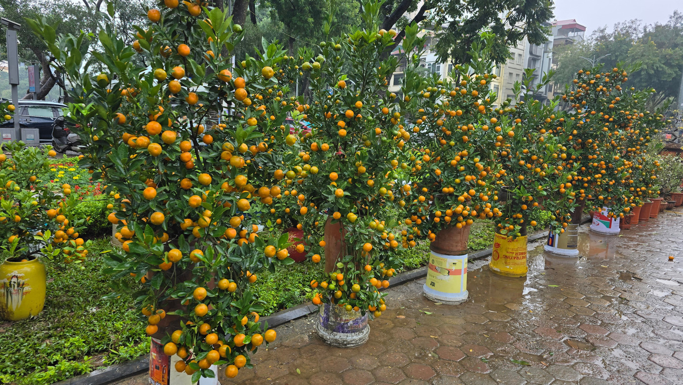 Cận Tết, phố bớt cây cảnh tràn đường, chợ hoa Hà Nội vẫn vắng khách- Ảnh 4.