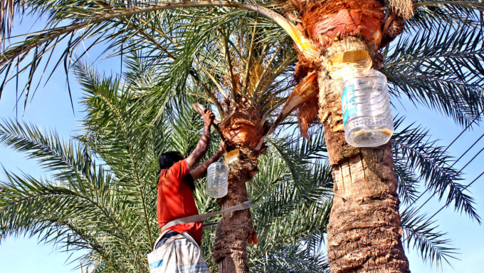 Một người thợ lấy mật chà là đặt bình hứng dưới gốc cây ở huyện Sitakunda, tỉnh Chattogram, Bangladesh. Ảnh: TBS