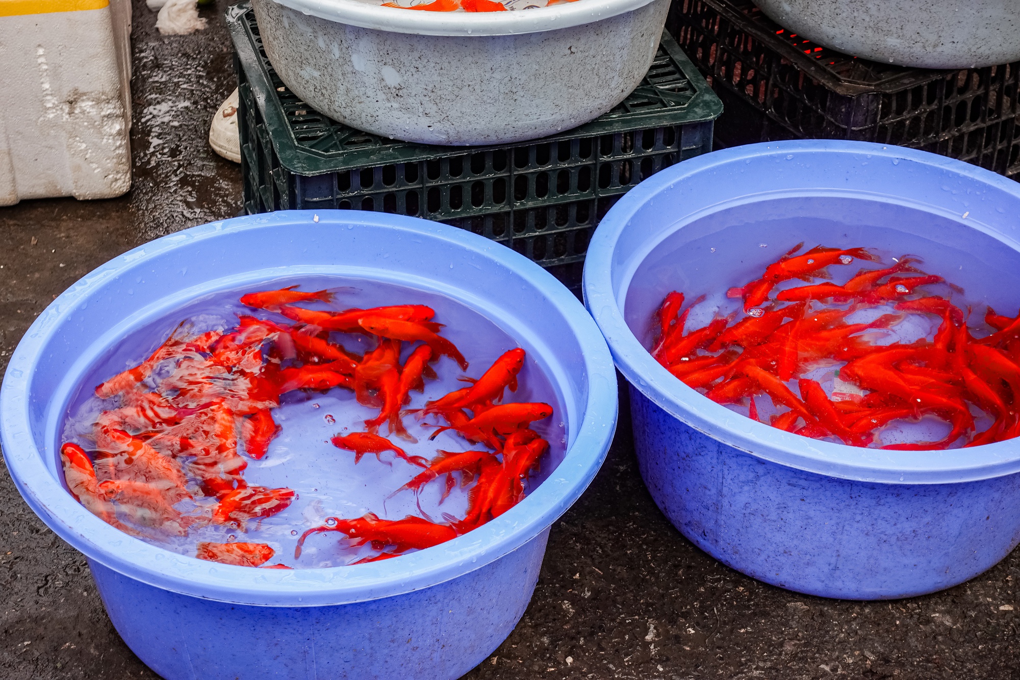 Gà luộc 1 triệu/con vẫn đổ xô mua - đây là khu chợ hot nhất Hà Nội hôm nay!- Ảnh 18.