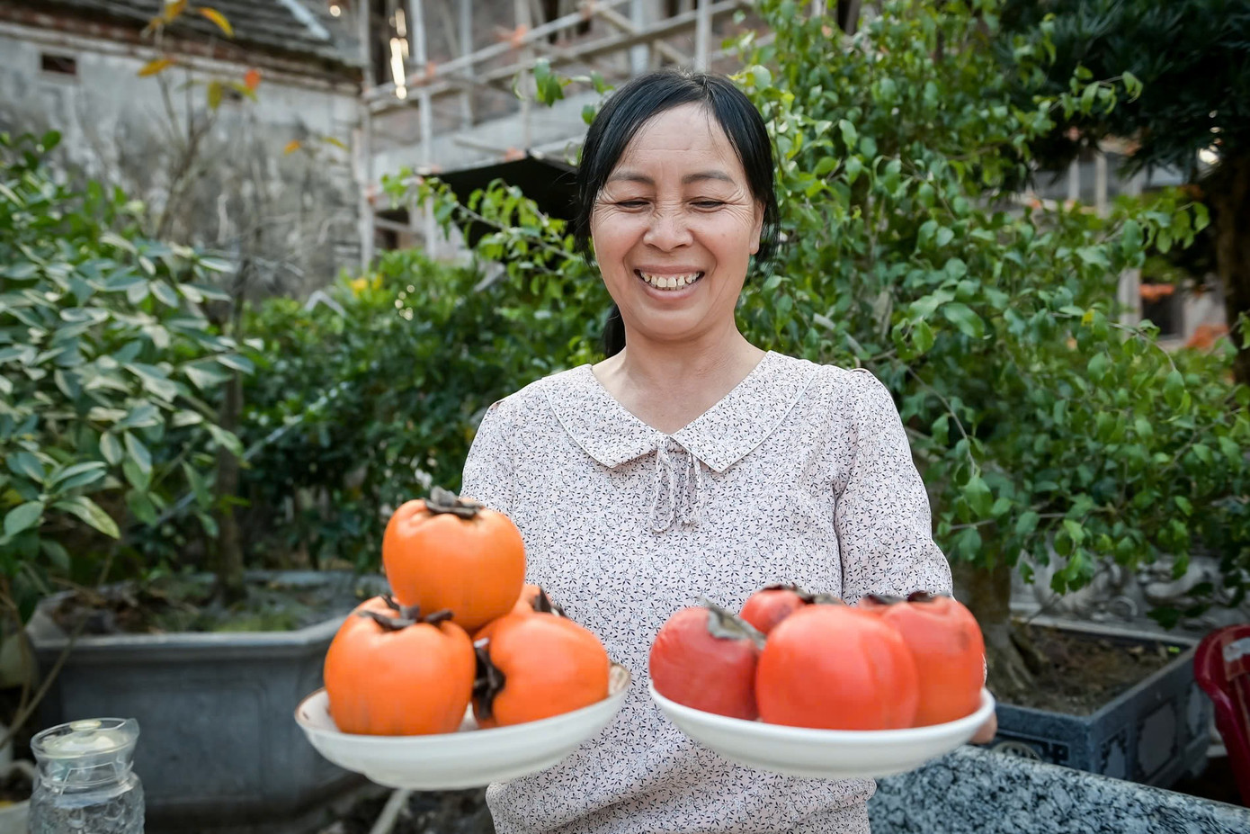 ‘Báu vật’ giữa vườn hồng cổ được trả nửa tỷ nhưng chủ không bán- Ảnh 2.