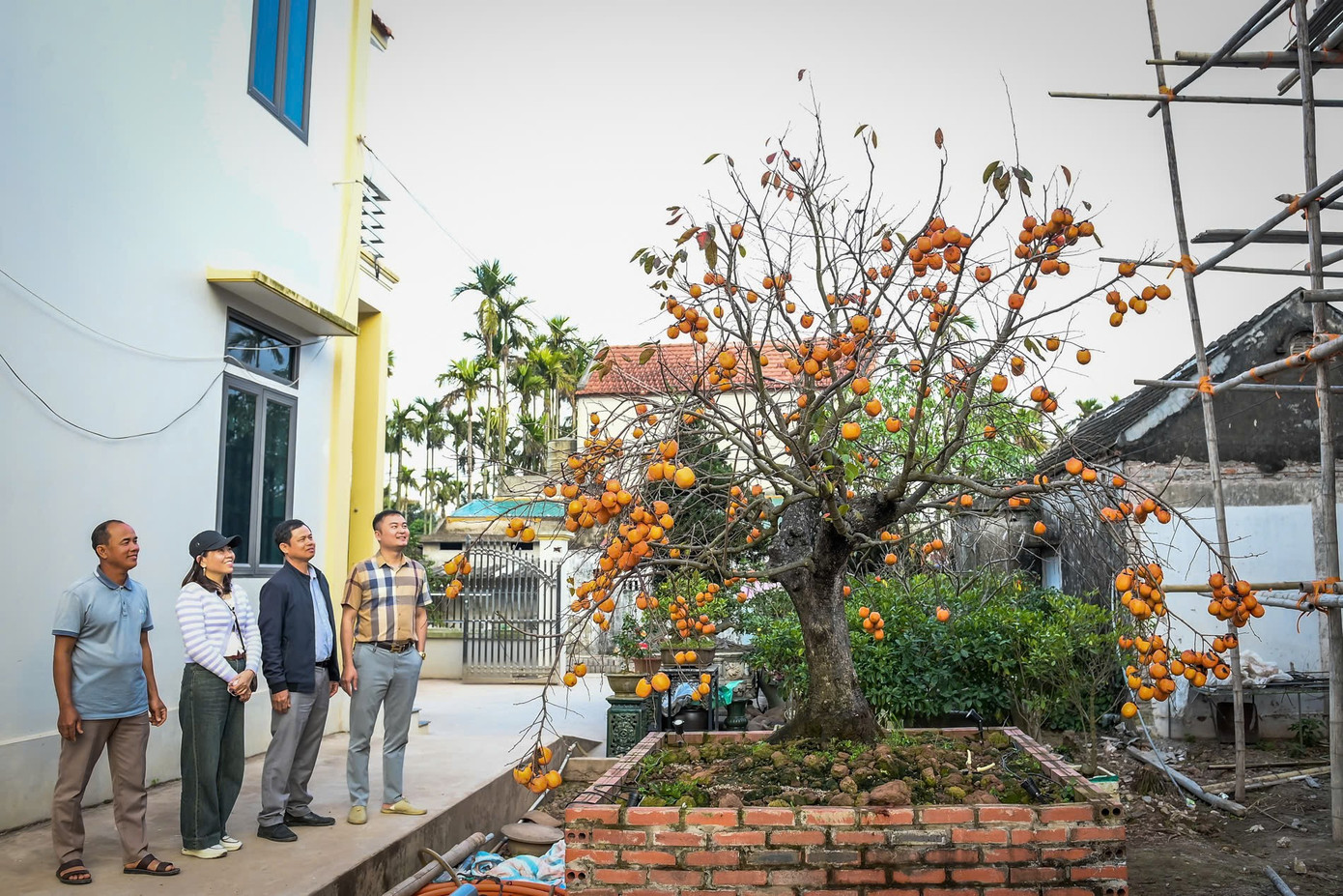 ‘Báu vật’ giữa vườn hồng cổ được trả nửa tỷ nhưng chủ không bán- Ảnh 3.