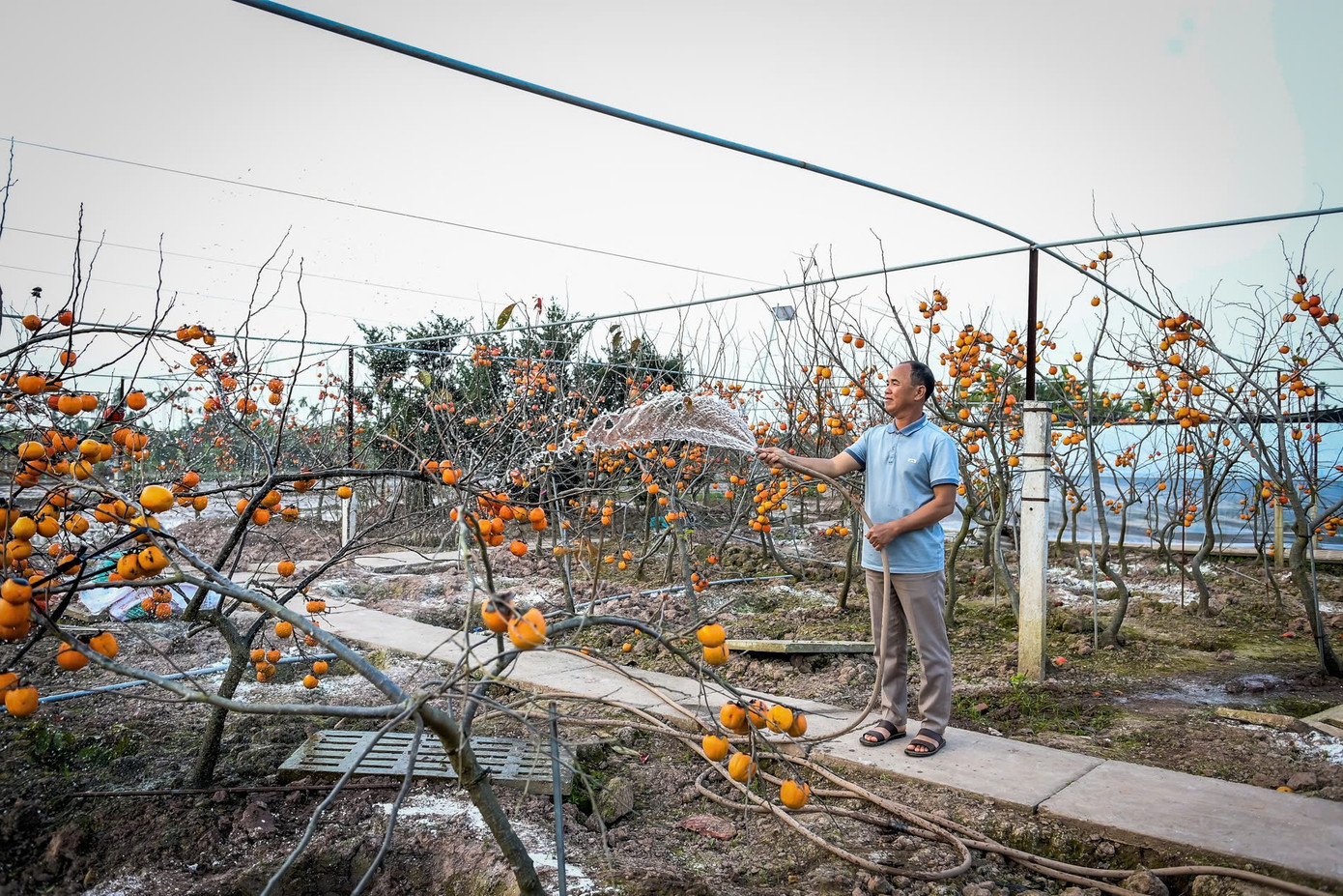 ‘Báu vật’ giữa vườn hồng cổ được trả nửa tỷ nhưng chủ không bán- Ảnh 7.