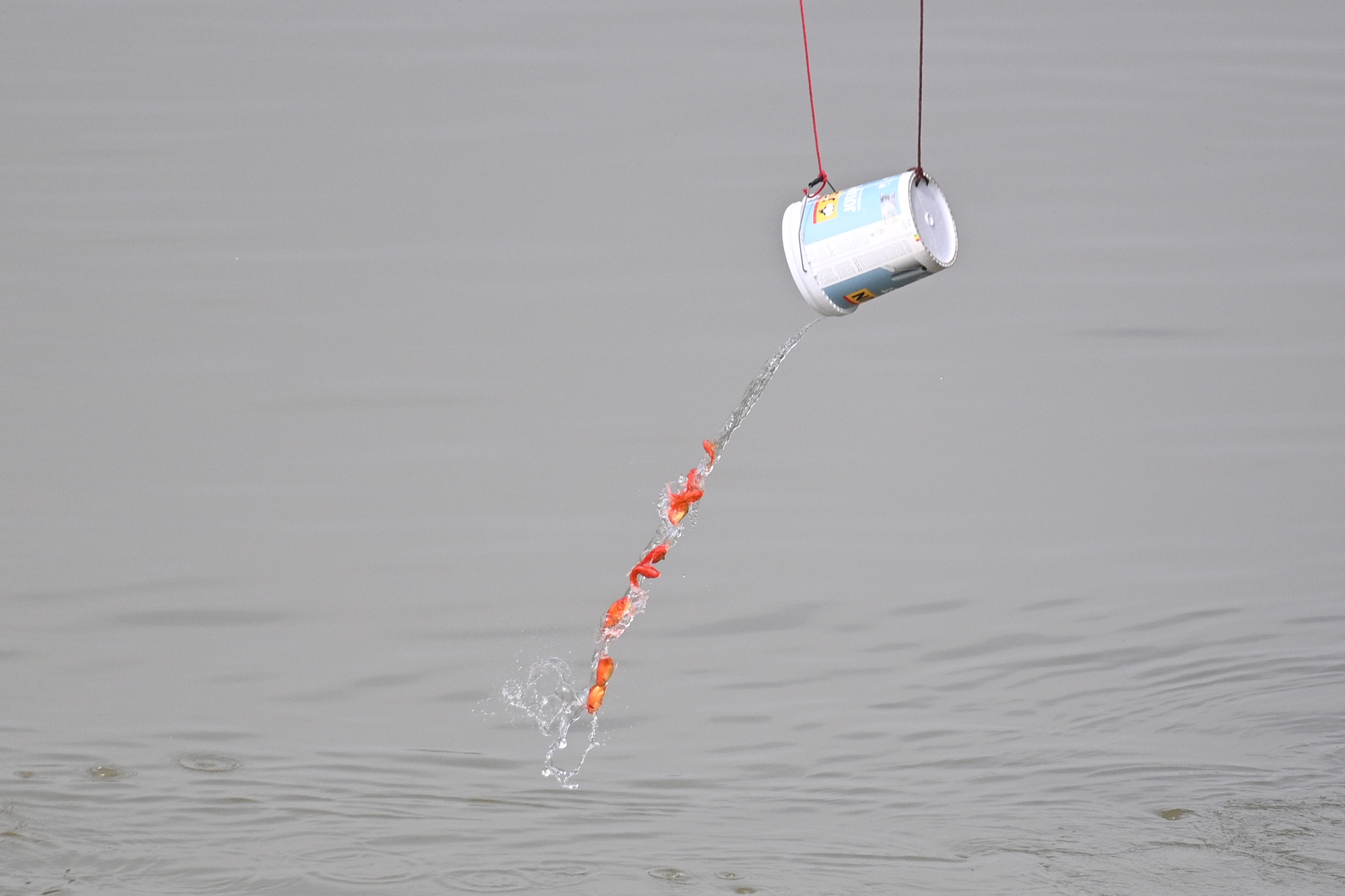 Mía chằng kín xe máy, cá chép đỏ rực bến sông: TP.HCM - Hà Nội rộn ràng tiễn ông Công ông Táo ngày 23 tháng Chạp- Ảnh 16.