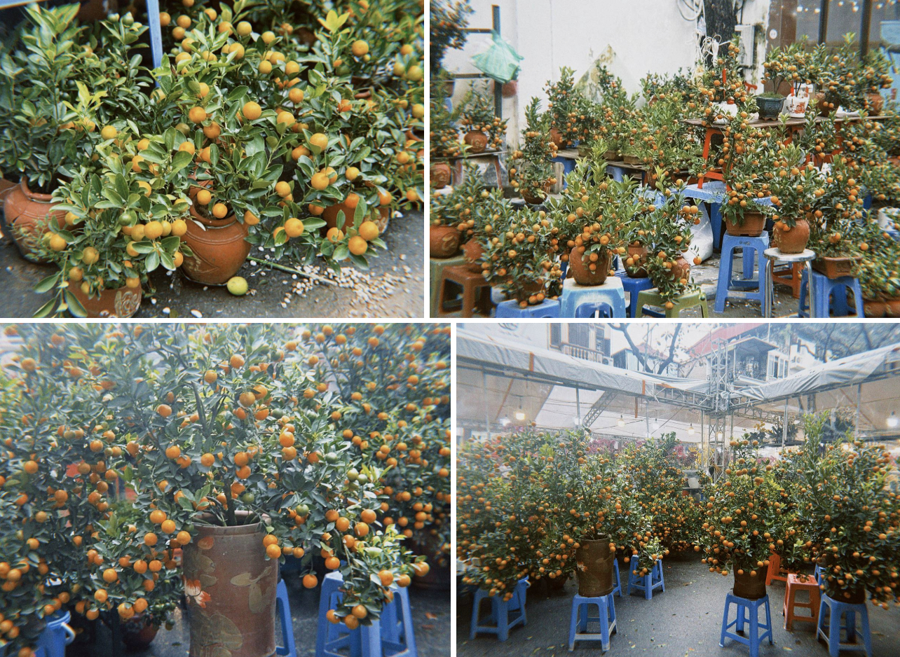 Chợ hoa cổ nhất Hà Nội ngày 23 tháng Chạp: Quất chum, quất mini 