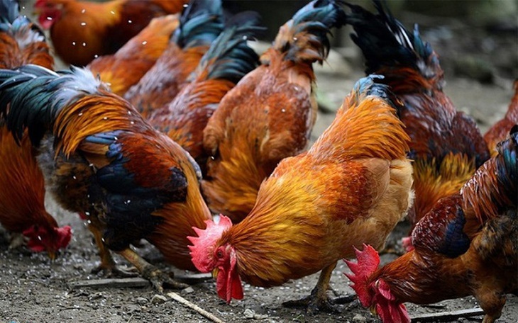 Ngăn chặn dịch cúm gia cầm để tránh lây sang người dịp giáp Tết - Ảnh 2.
