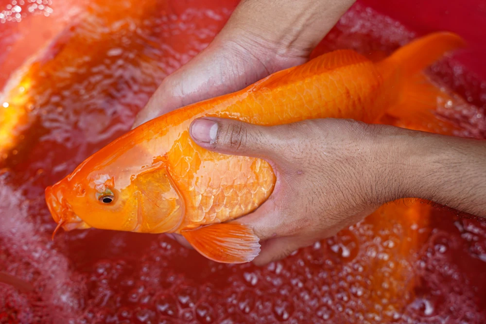 ông Công ông Táo (10).jpg