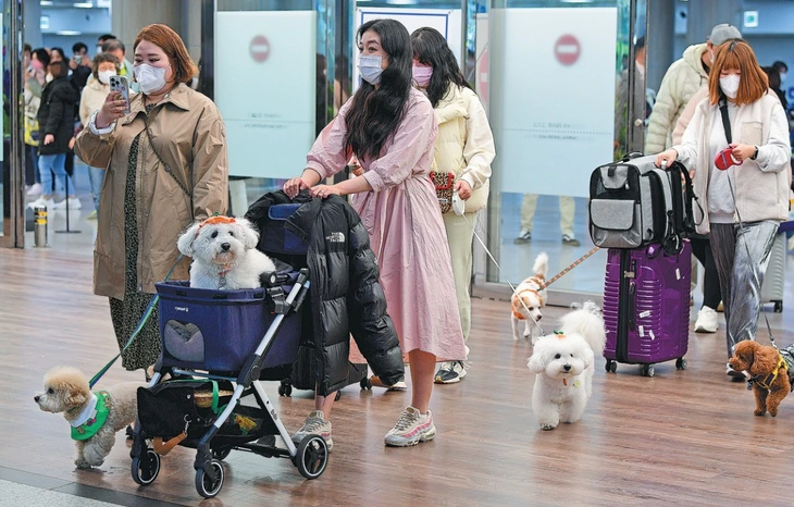 Cận Tết, thú cưng ở Nha Trang “rủ nhau” đi spa - Ảnh 10.