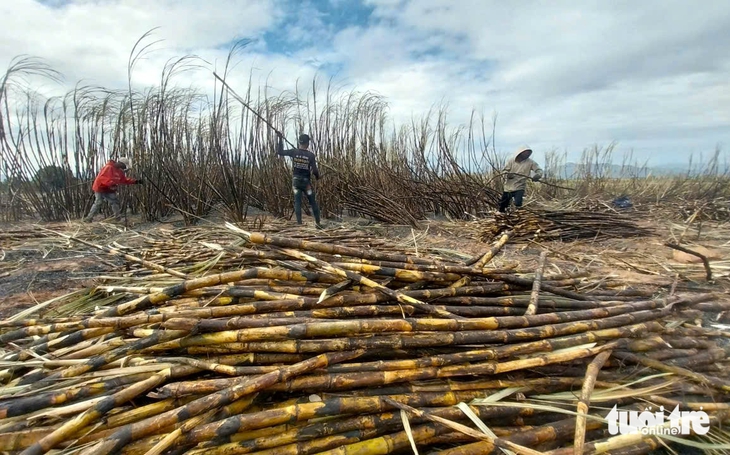 ruộng mía - Ảnh 2.