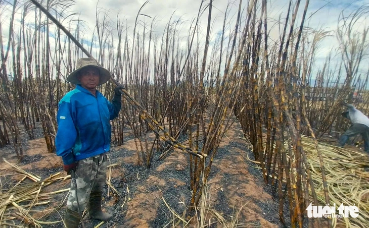 ruộng mía - Ảnh 4.