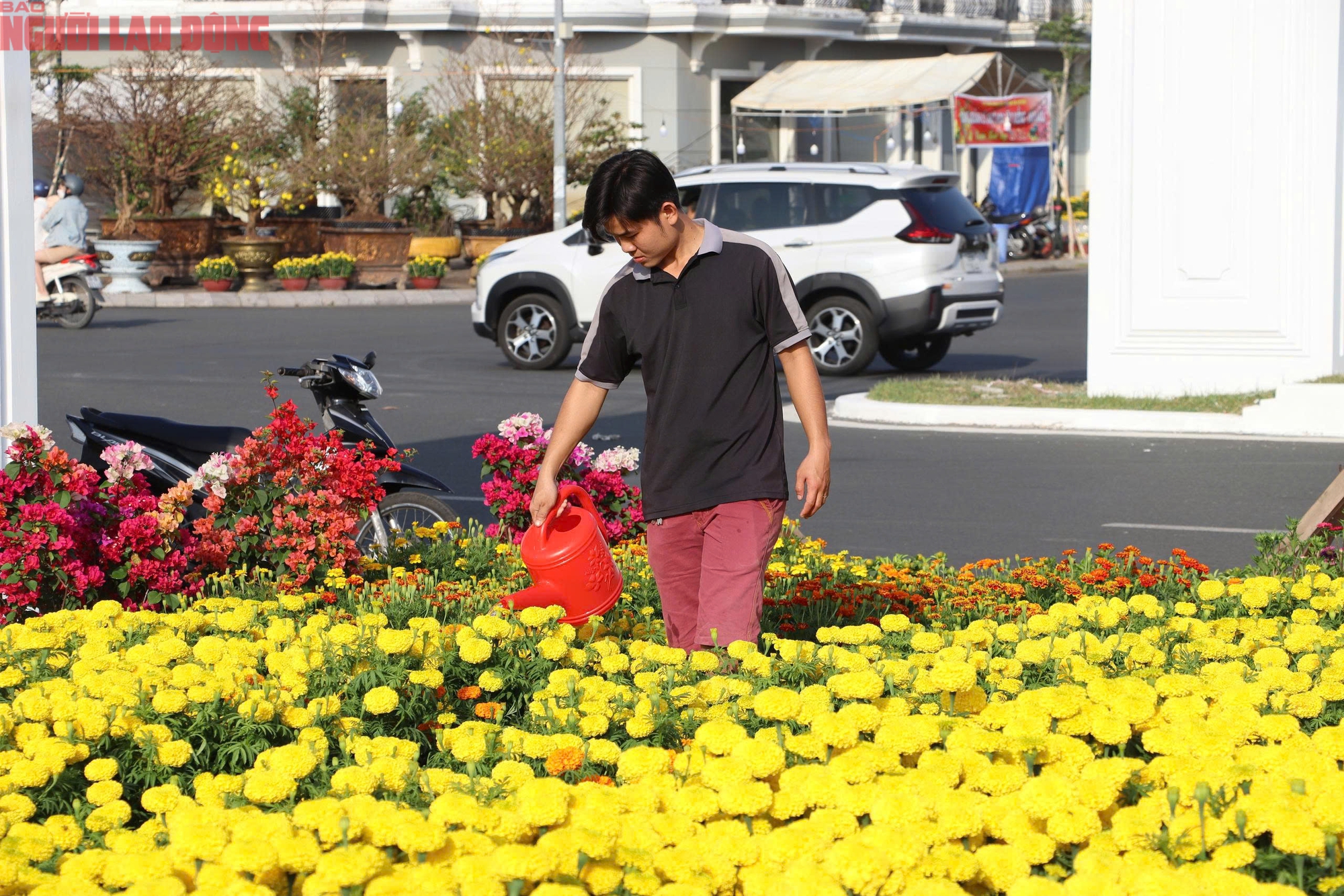 Hoa kiểng Tết 2026 giá bình dân hút khách tại miền Tây - Ảnh 3.