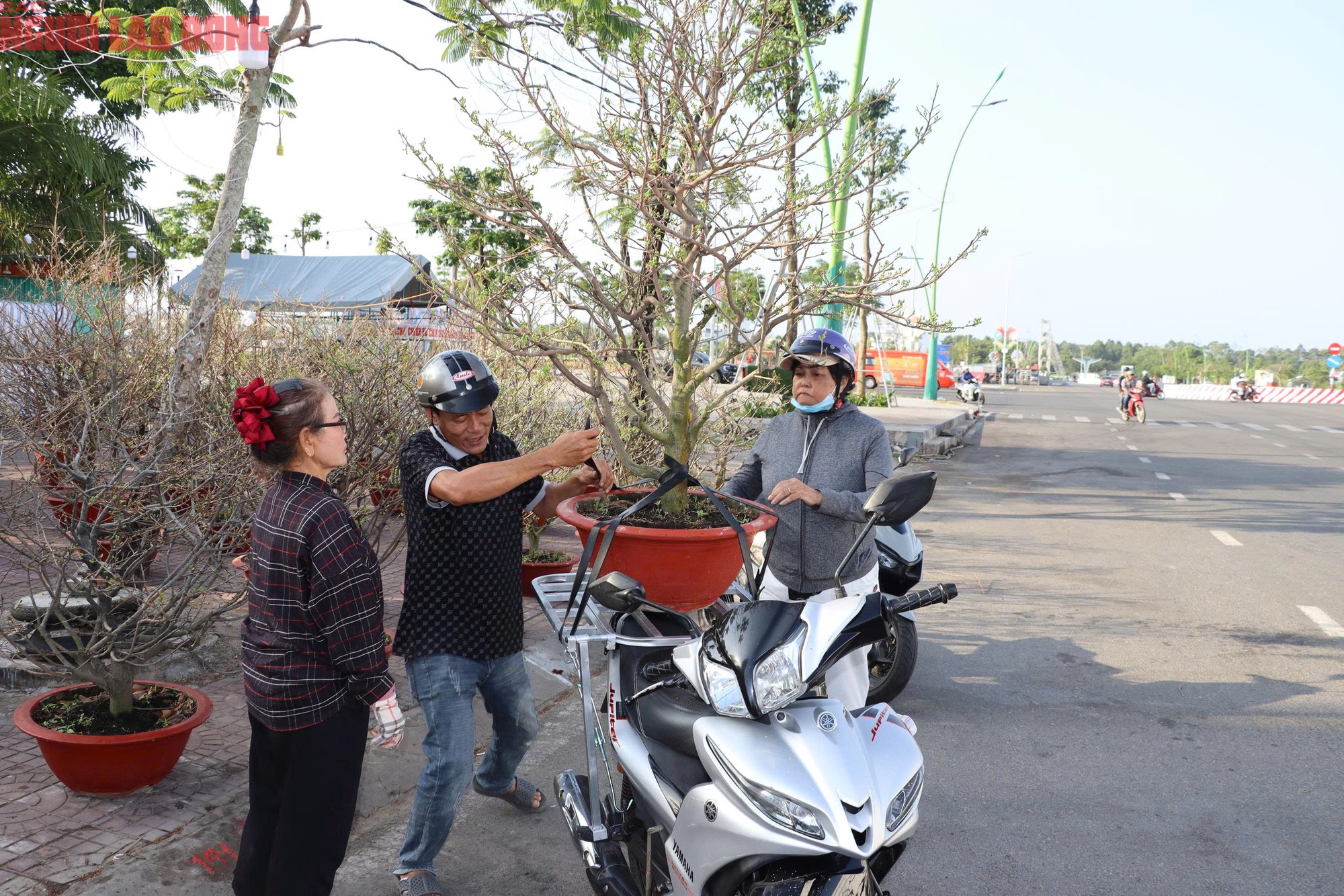 VIDEO: Hoa, kiểng Tết giá bình dân hút khách tại miền Tây - Ảnh 2.