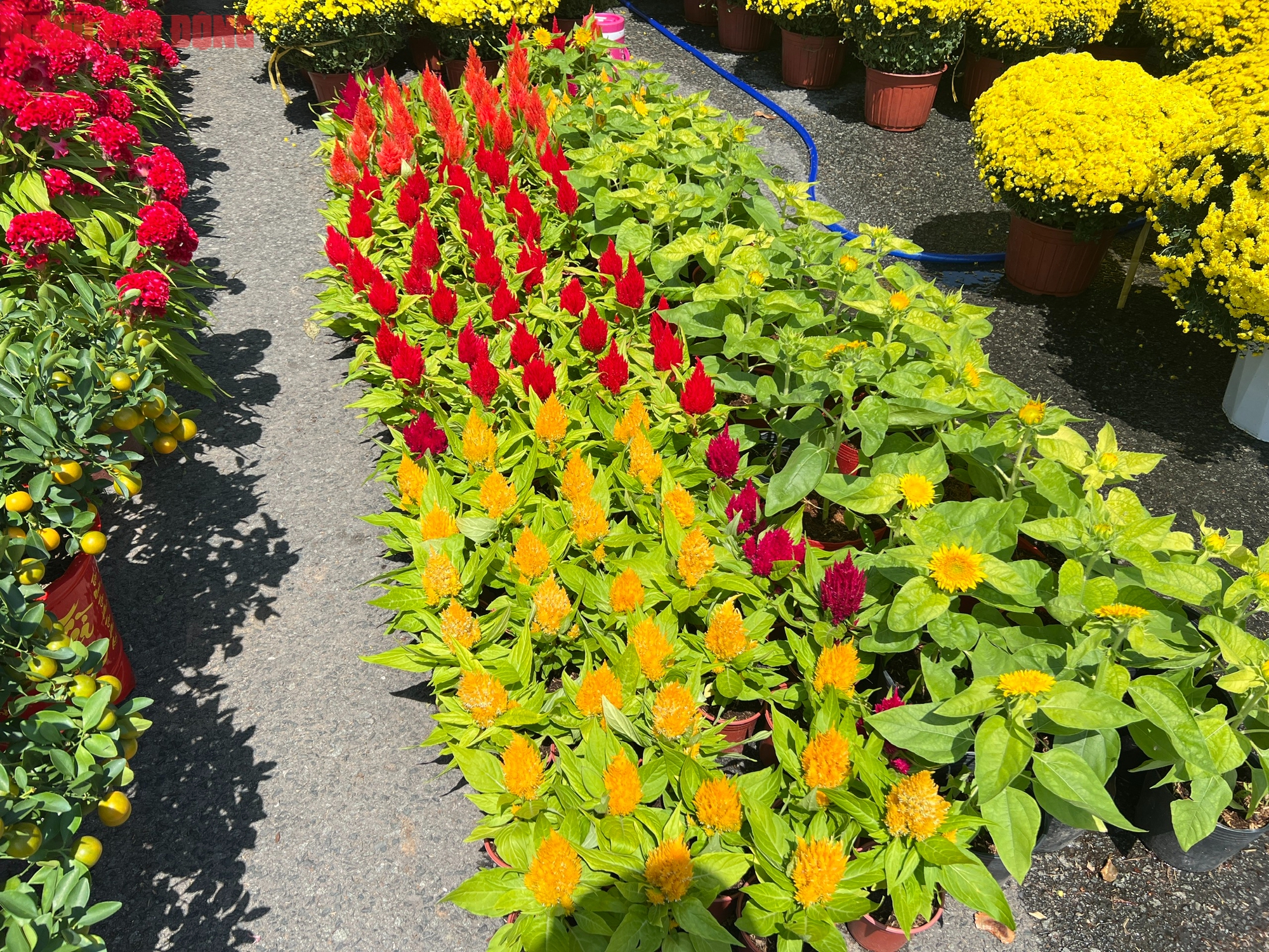 Hoa kiểng Tết 2026 giá bình dân hút khách tại miền Tây - Ảnh 7.