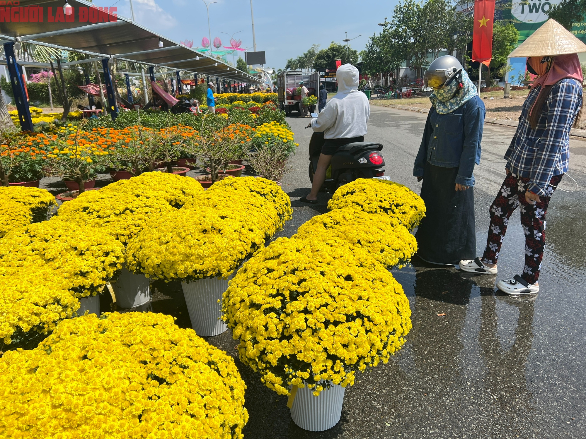 Hoa kiểng Tết 2026 giá bình dân hút khách tại miền Tây - Ảnh 9.