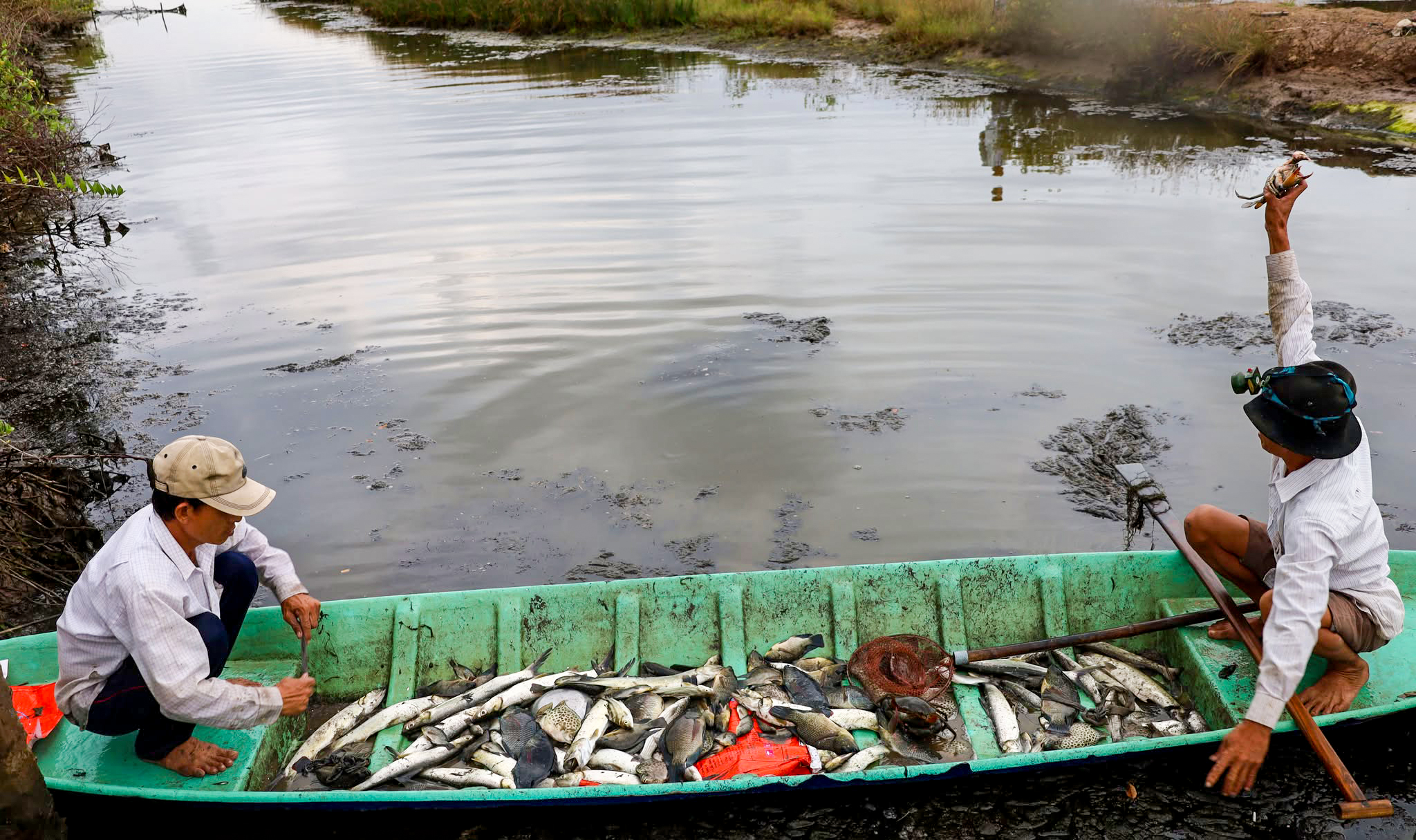 Bắt cá chẽm trong vuông nuôi tôm cua để ăn Tết - Ảnh 3.