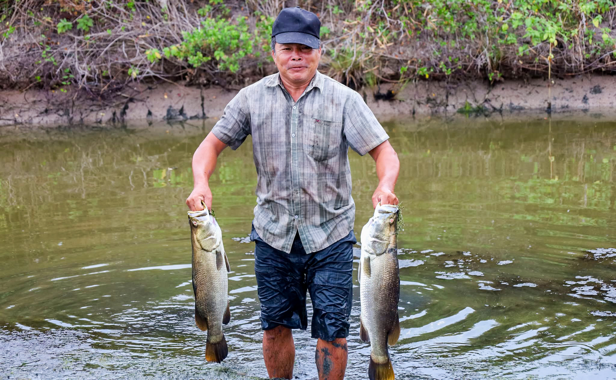 cá chẽm - Ảnh 5.