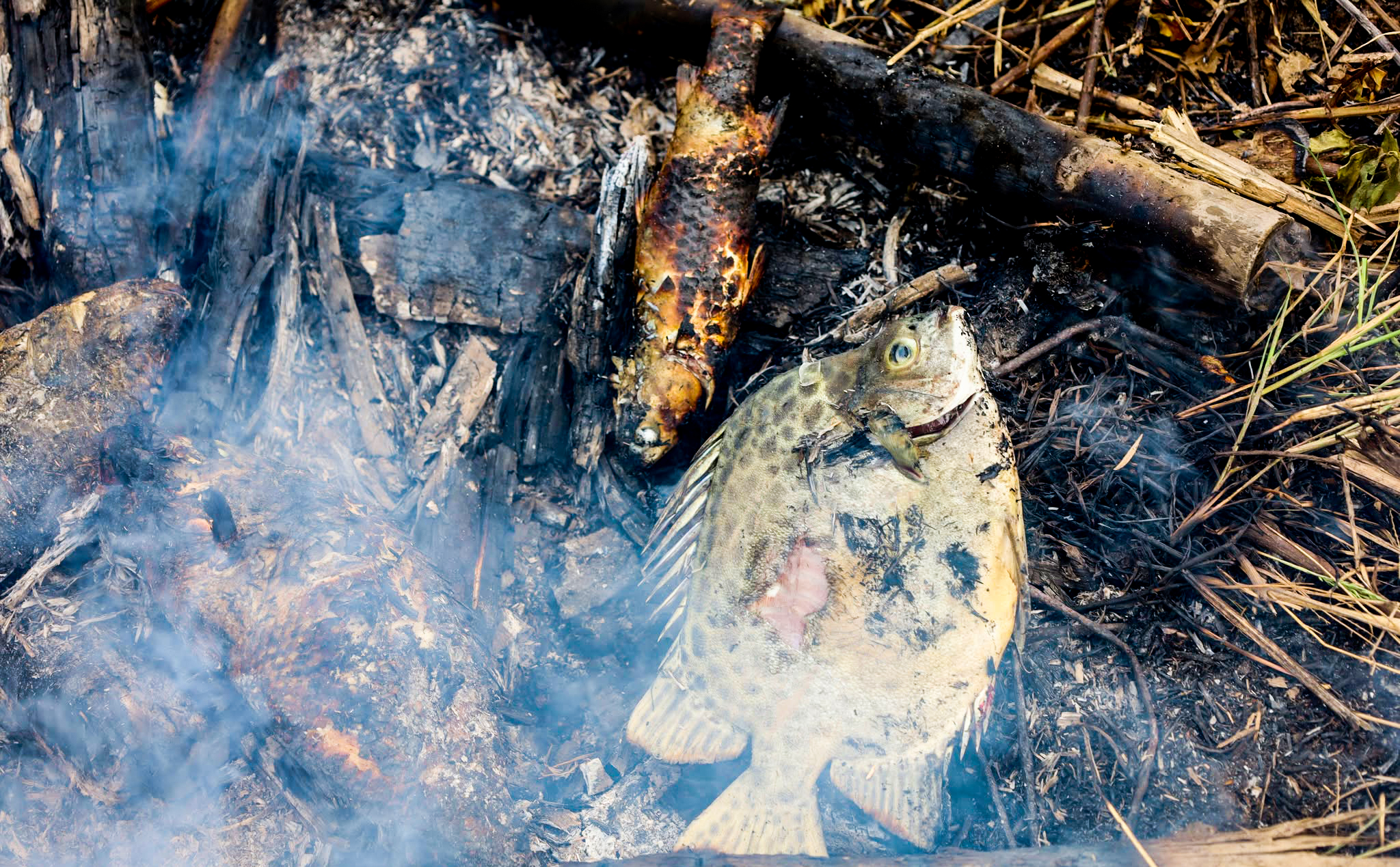 cá chẽm - Ảnh 6.