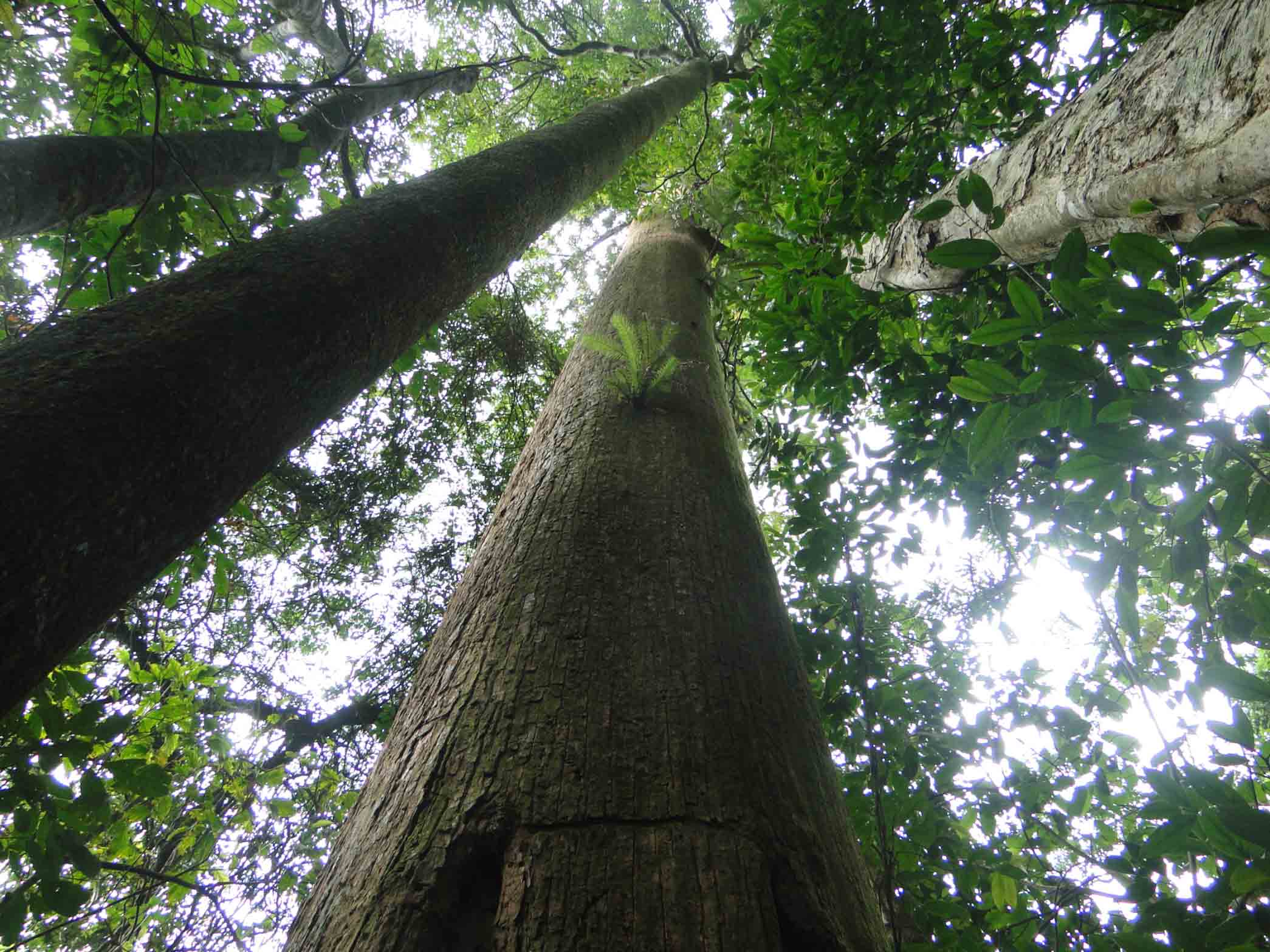 Tái sinh báu vật rừng xanh- Ảnh 2.